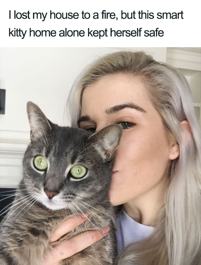 Wholesome-Cat-Posts