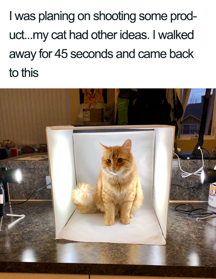 Wholesome-Cat-Posts