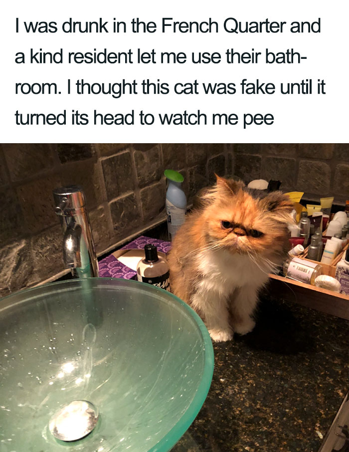 Wholesome-Cat-Posts