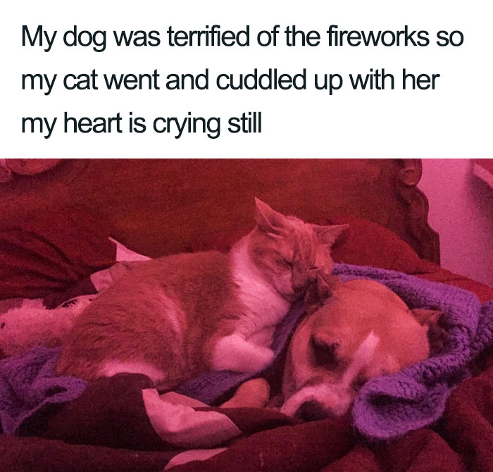 Wholesome-Cat-Posts