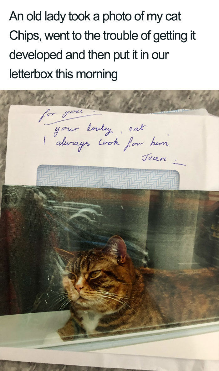 Wholesome-Cat-Posts