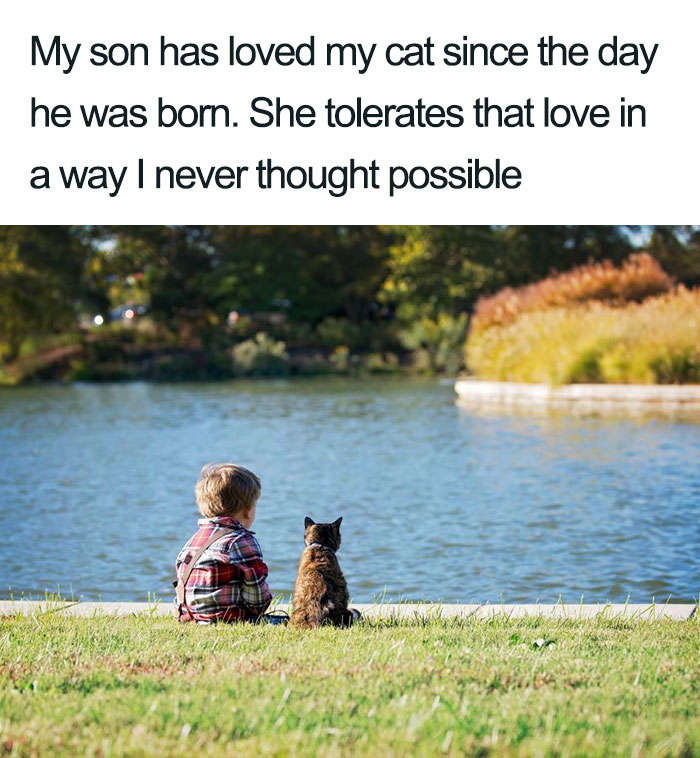 Wholesome-Cat-Posts