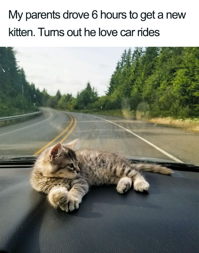 Wholesome-Cat-Posts