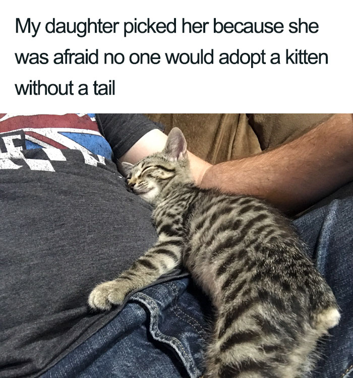 Wholesome-Cat-Posts