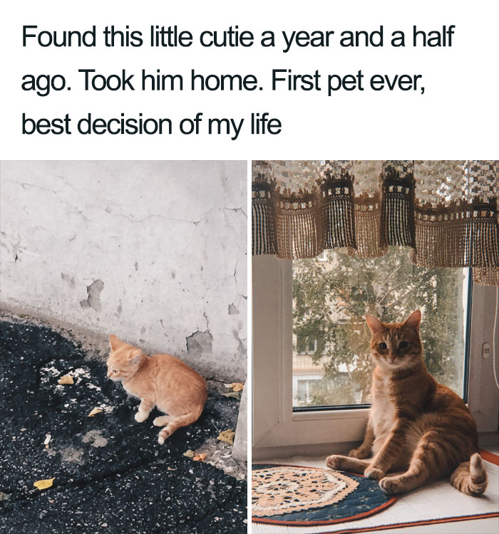 Wholesome-Cat-Posts