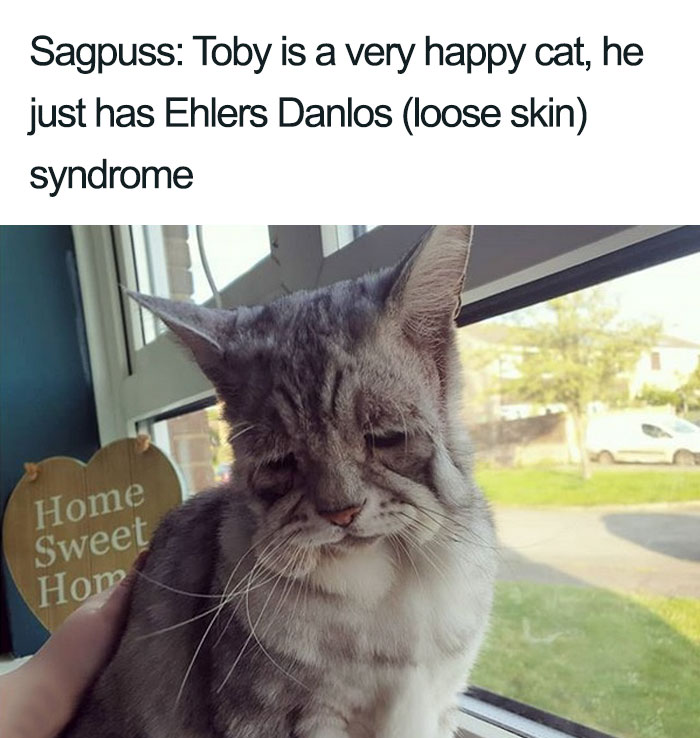 Wholesome-Cat-Posts