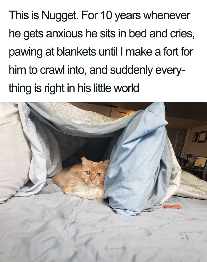 Wholesome-Cat-Posts