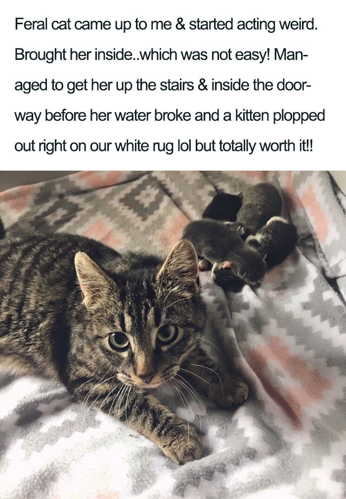 Wholesome-Cat-Posts
