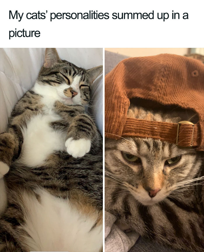 Wholesome-Cat-Posts