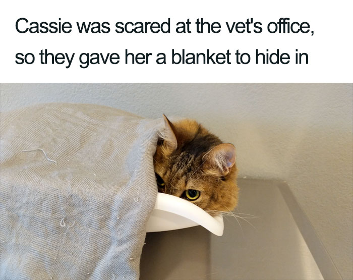 Wholesome-Cat-Posts