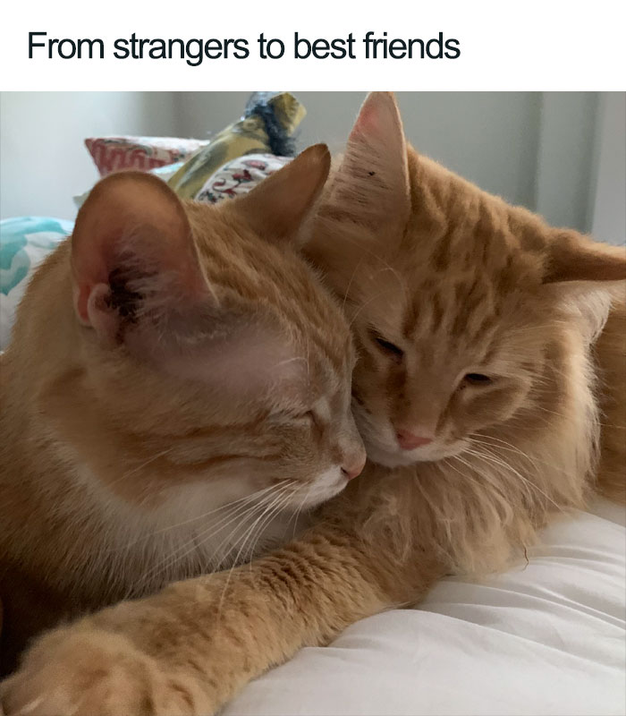 Wholesome-Cat-Posts