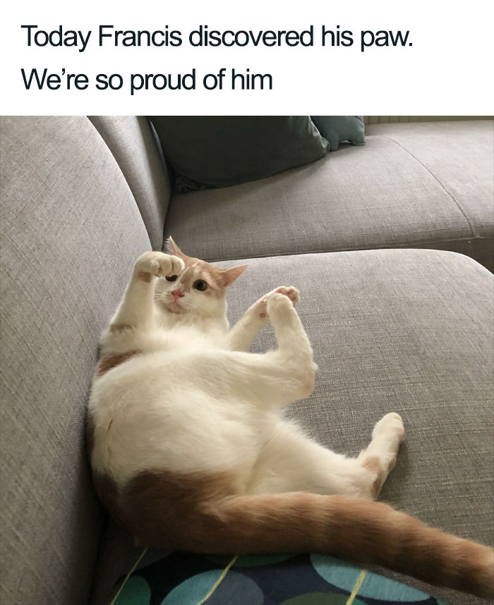 Wholesome-Cat-Posts