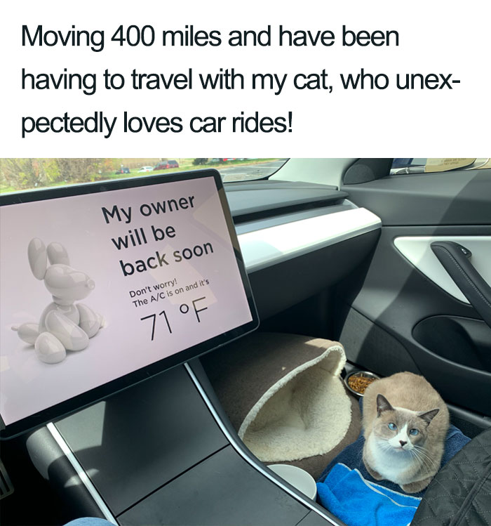 Wholesome-Cat-Posts