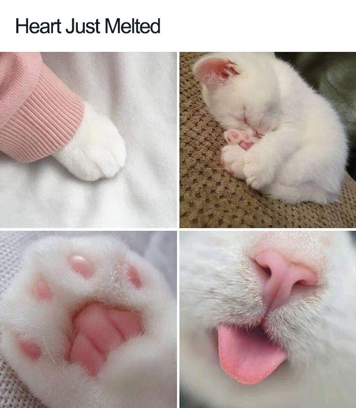 Wholesome-Cat-Posts