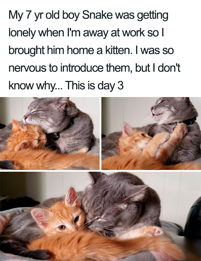 Wholesome-Cat-Posts