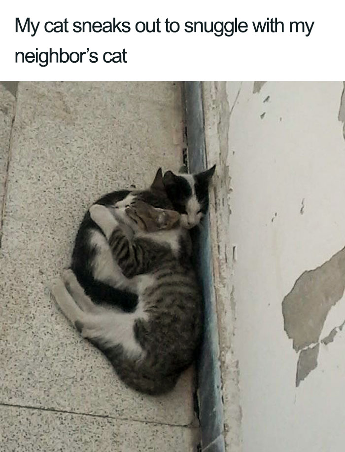 Wholesome-Cat-Posts