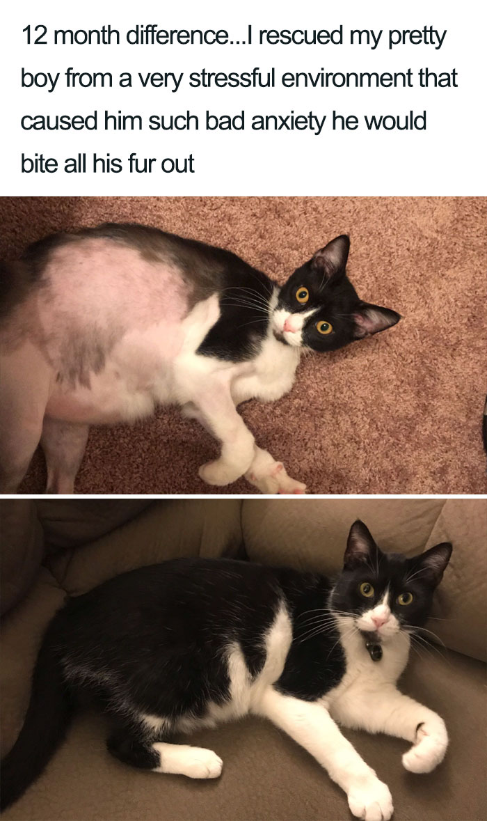 Wholesome-Cat-Posts
