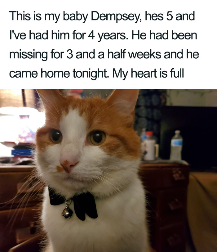 Wholesome-Cat-Posts