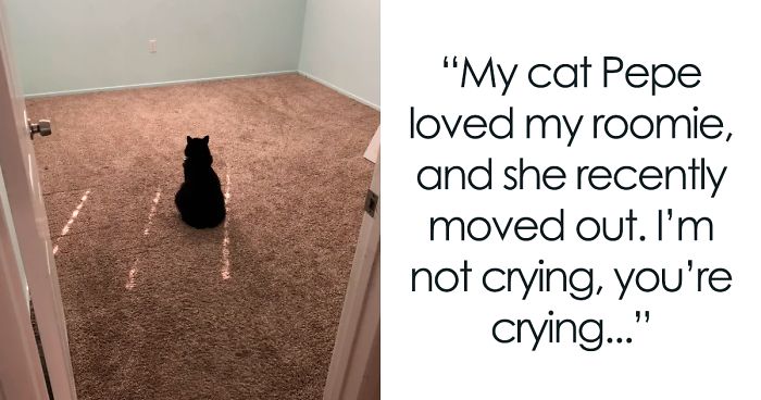 45 Wholesome Cat Posts That Will Hopefully Make Your Day