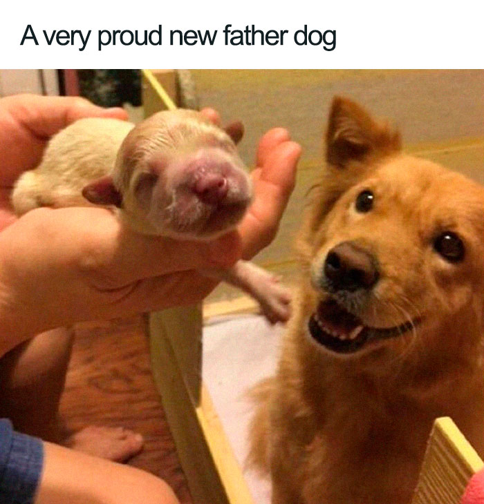 Wholesome-Dog-Posts
