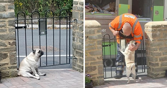 20 Reconfortantes memes sobre perros que te alegrarán el día (Nuevas imágenes)