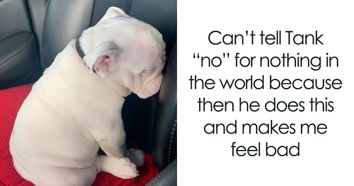 30 Wholesome Dog Posts That Will Hopefully Make Your Day (New Pics)