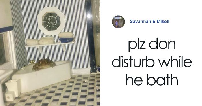 Woman Photographs Her Toad Doing Things In Her Dollhouse And People Love It (8 Pics)Woman Photographs Her Toad Doing Things In Her Dollhouse And People Love It (8 Pics)