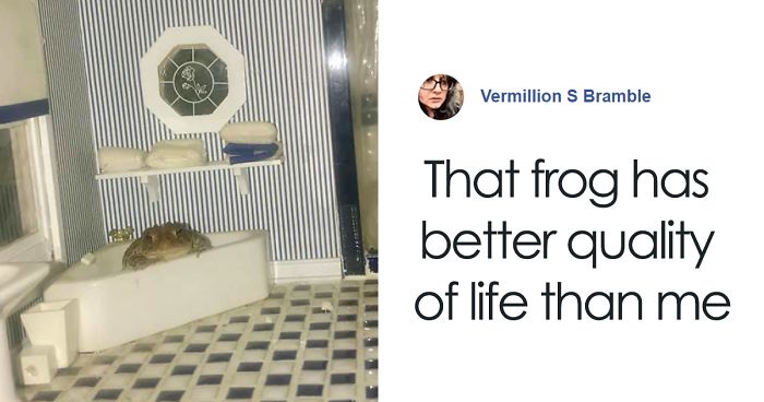 Woman Photographs Her Toad Doing Things In Her Dollhouse And People Love It (8 Pics)