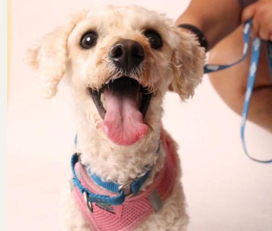 Dog Lives Under A Bed For Two Years, But Is Saved And Gets Life-Changing Makeover (7 Pics) Dog Lives Under A Bed For Two Years, But Is Saved And Gets Life-Changing Makeover (7 Pics)