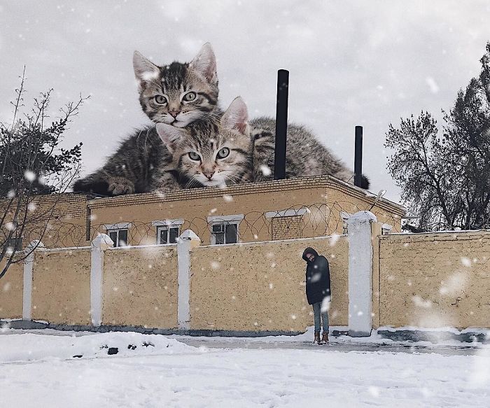 Russian-Artist-Photoshops-Giant-Cats-Odnoboko