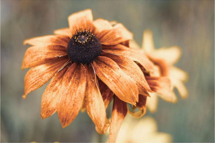 Looks Like A Flower Sun. Petals As If Rays. I Can Feel The Warmth Of Embracing My Soul