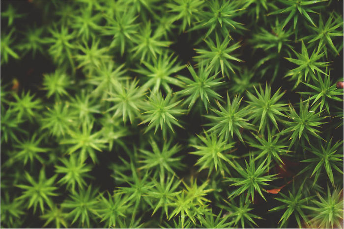 Climbing The Chornohora Range, Ukraine