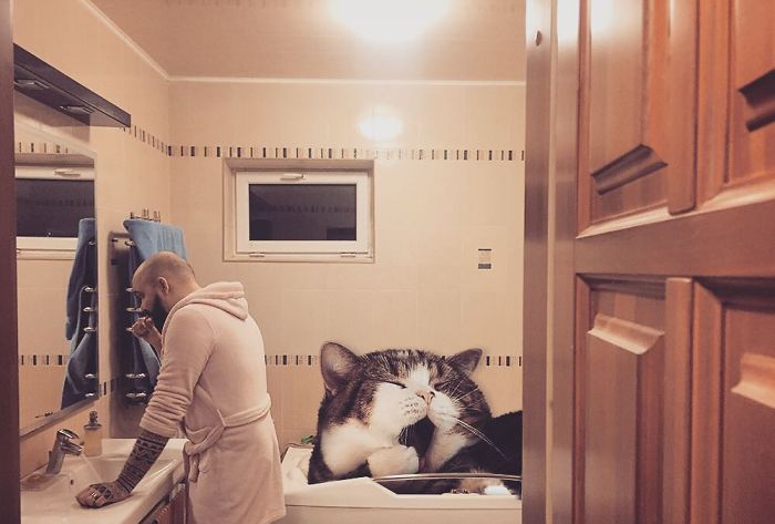 Russian-Artist-Photoshops-Giant-Cats-Odnoboko