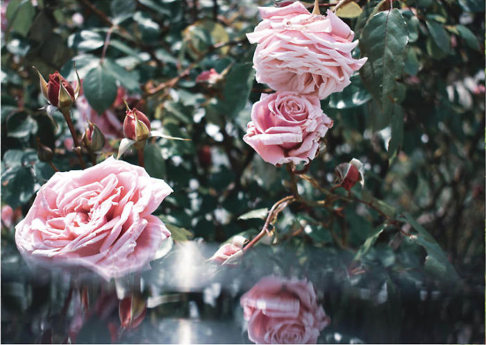 Mirrored Flowers In Dresden, Germany