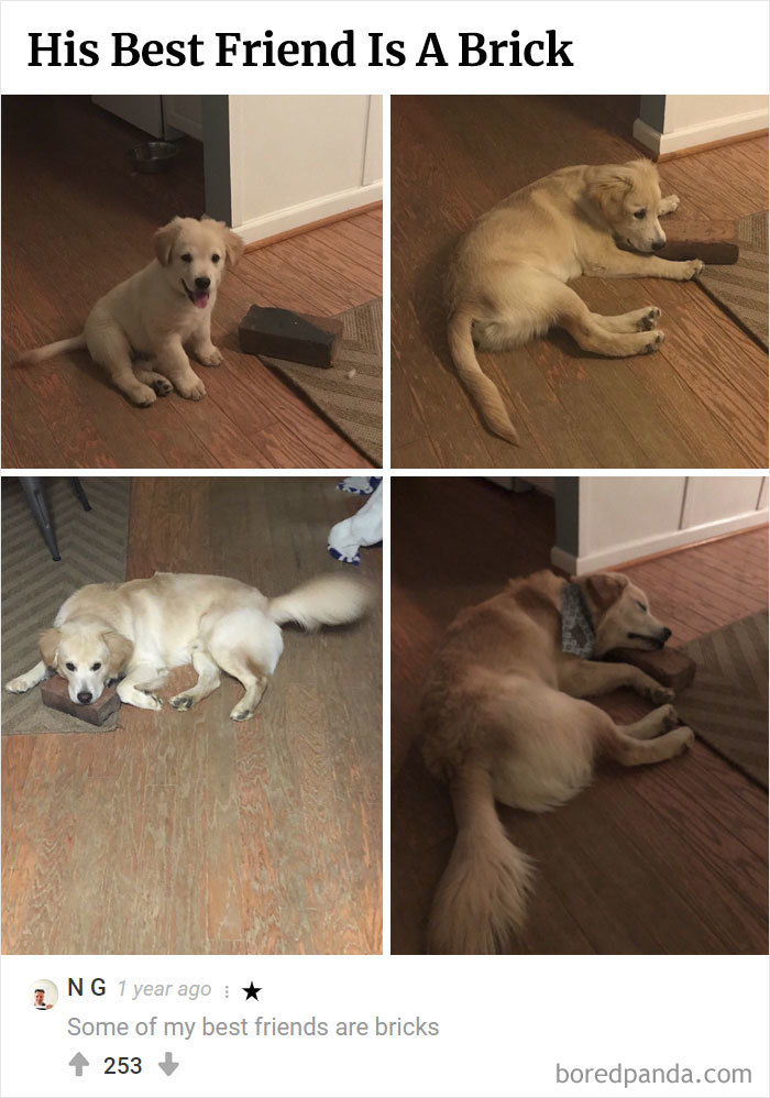 Here Is Bored Panda's Hall Of Fame With The 50 Most Hilarious Comments