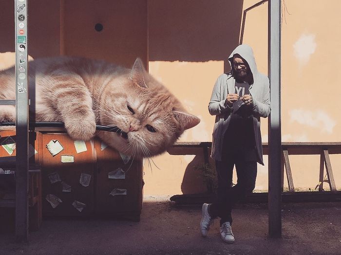 Russian-Artist-Photoshops-Giant-Cats-Odnoboko