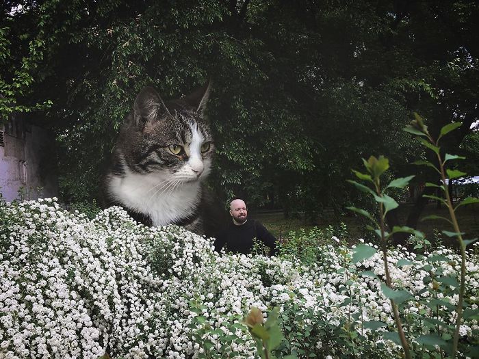 Russian-Artist-Photoshops-Giant-Cats-Odnoboko
