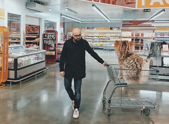 Russian-Artist-Photoshops-Giant-Cats-Odnoboko