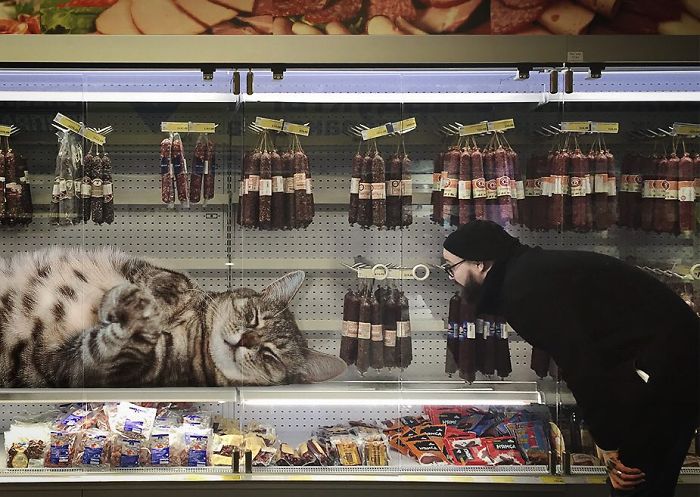 Russian-Artist-Photoshops-Giant-Cats-Odnoboko