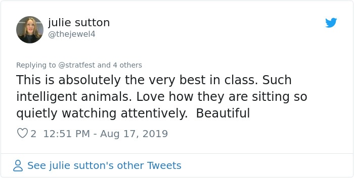 These Service Dogs Attended A Relaxed Performance Of 'Billy Elliot' To Learn How To Behave In A Theater