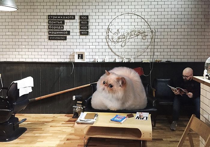 Russian-Artist-Photoshops-Giant-Cats-Odnoboko