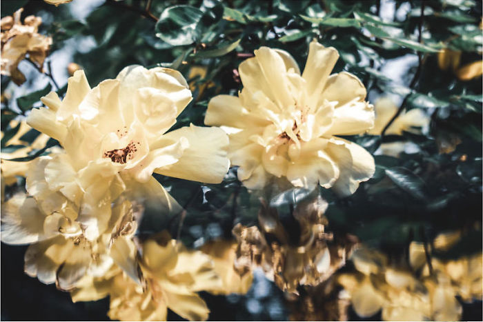 There Were A Lot Of Rose Bushes In Dresden. The Scent Was So Unbelievably Cosmic