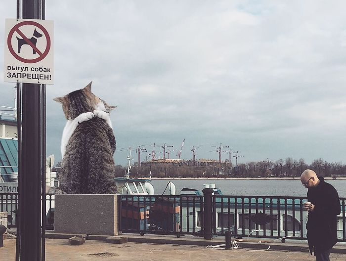 Russian-Artist-Photoshops-Giant-Cats-Odnoboko