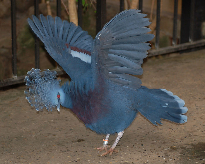 The 'Victoria Crowned Pigeon' Is One Of The Most Beautiful Birds Ever And Can Grow To The Size Of A Turkey The 'Victoria Crowned Pigeon' Is One Of The Most Beautiful Birds Ever And Can Grow To The Size Of A Turkey