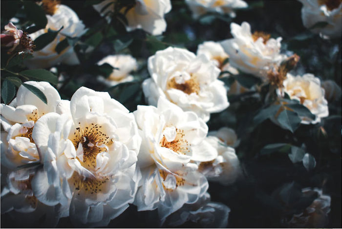 Maybe, There Was Alice... But I Didn't Get To See Her