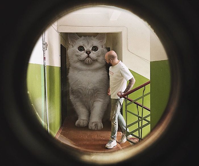 Russian-Artist-Photoshops-Giant-Cats-Odnoboko