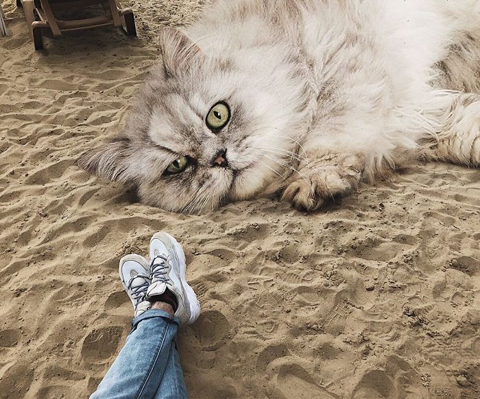 Russian-Artist-Photoshops-Giant-Cats-Odnoboko