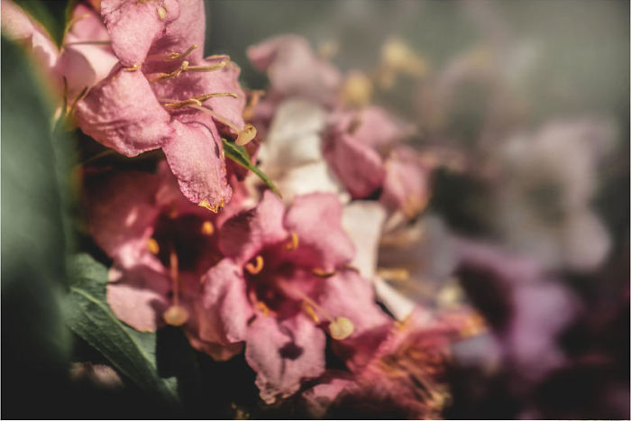 Macro Flowers From Prague City