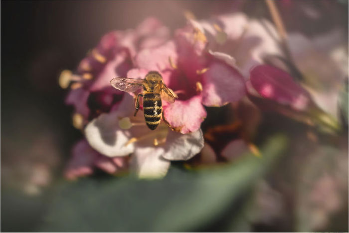 Little Bee Was An Amazing Model