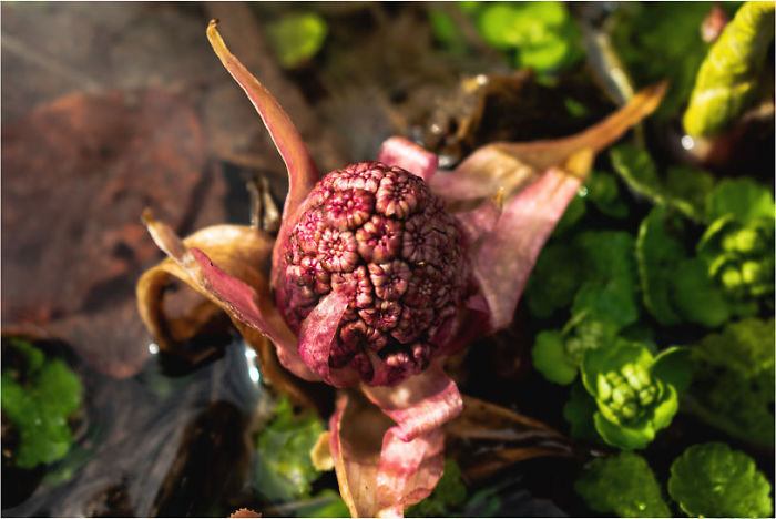 Weird Thing, Don't You Think? I Found It On My Way Home From Marmaros Mountains, Ukraine. And I Got To Know One Thing - Her Name Is Petasites Hybridus. Suitable!